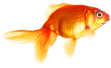 Springende goudvis Webburo Spring